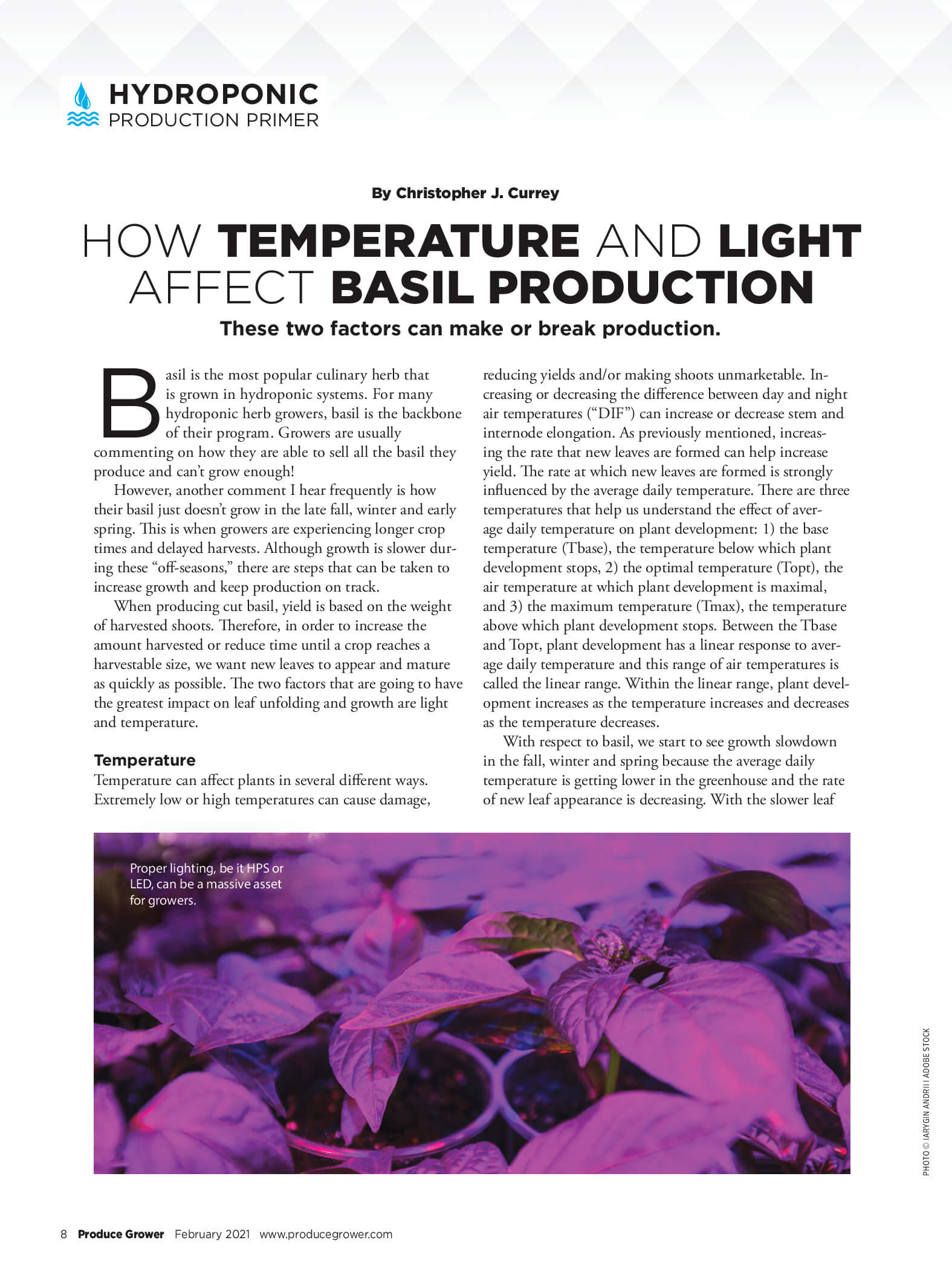 Temperature Light Basil Production